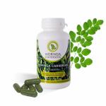 Moringa Caribbean STANDARD