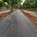 Kinekus Textília tkaná 1,6x10m 100g GARDENKUS KLC