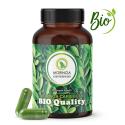 Moringa Caribbean BIO Quality