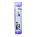 LACHESIS MUTUS 30CH granule 4 g