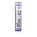 SEPIA OFFICINALIS 30CH granule 4 g