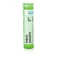 LEDUM PALUSTRE 5CH granule 4 g