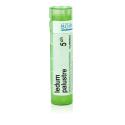 LEDUM PALUSTRE 5CH granule 4 g