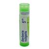 BERBERIS VULGARIS 5CH granule 4 g
