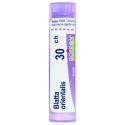 BLATTA ORIENTALIS CH30 granule 4 g