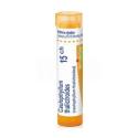 CAULOPHYLLUM THALICTROIDES CH15 granule 4 g