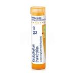 CAULOPHYLLUM THALICTROIDES CH15 granule 4 g