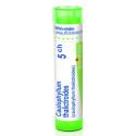 CAULOPHYLLUM THALICTROIDES CH5 granule 4 g