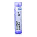 ACONITUM NAPELLUS 30CH granule 4 g