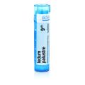 LEDUM PALUSTRE 9CH granule 1 g