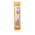 LEDUM PALUSTRE 15CH granule 4 g