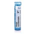 THUYA OCCIDENTALIS 9CH granule 4 g