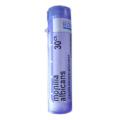 MONILIA ALBICANS 30CH granule 4 g
