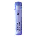 MONILIA ALBICANS 30CH granule 4 g