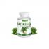 MORINGA Oleifera 90 kusov