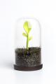 Dóza s lyžičkou Qualy Sprout Jar