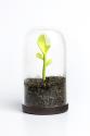Dóza s lyžičkou Qualy Sprout Jar