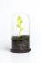 Dóza s lyžičkou Qualy Sprout Jar