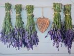 Obraz na plátne 75x100 Levandula, c1018