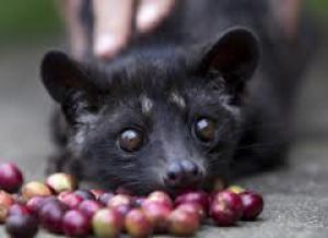 Kopi Luwak 100g, zrno