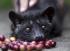 Kopi Luwak 100g, zrno